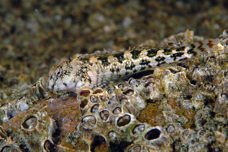 Coryphoblennius galerita